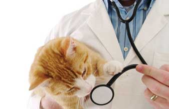 Clínica Veterinária Amigo Bicho - Foto 1