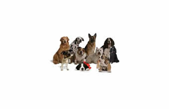 Mv Criadouro - Foto 1