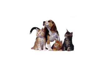 Férias do Dono - Foto 1