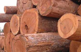 Madeico Indústria e Comércio de Madeiras - Foto 1