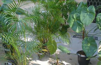 Jardimar Plantas e Serviços - Foto 1