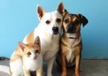 castração animal