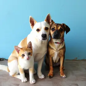 castração animal